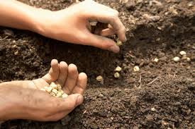 The Seeds We Sow – Environmental Change