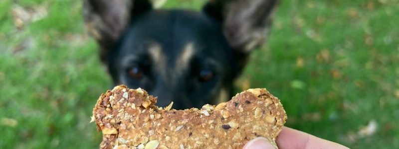 eco-friendly-dog-food-treats-recipe